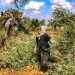 IOF attacks Palestinians planting olive trees in Ramallah 16 IOF attacks Palestinians planting olive trees in Ramallah