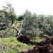 170 olive trees uprooted by Israeli settlers in Nablus 18 170 olive trees uprooted by Israeli settlers in Nablus