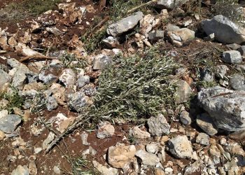 Herd of settlers uproots olive trees for Palestinian farmers in Nablus