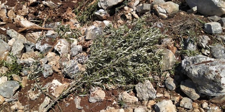 Herd of settlers uproots olive trees for Palestinian farmers in Nablus