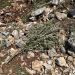 Herd of settlers uproots olive trees for Palestinian farmers in Nablus 16 Herd of settlers uproots olive trees for Palestinian farmers in Nablus
