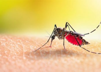 بلدية غزة تنشر إرشادات للمواطنين للحد من انتشار البعوض