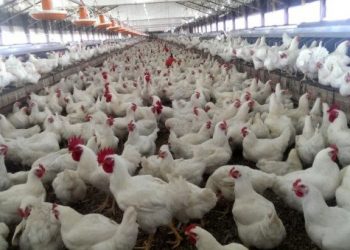 نقابة مربي الدواجن بغزة تعلن موعد عودة الأسعار إلى طبيعتها بالقطاع