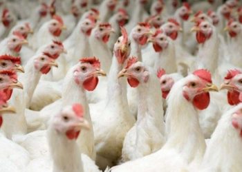 ارتفاع على سعر الدجاج في أسواق غزة