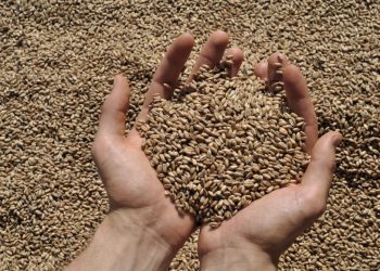 Oxfam worries wheat reserves could finish in Palestine in three weeks