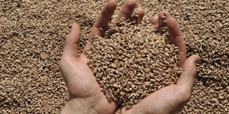 Oxfam worries wheat reserves could finish in Palestine in three weeks