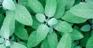 Sage magical drink with many benefits