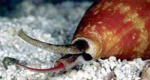 Deadly poison from amazing marine creature relieves pain