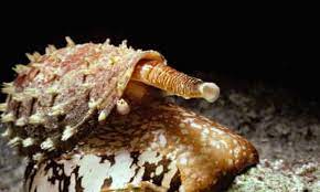 Deadly poison from amazing marine creature relieves pain