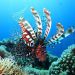 Deadly poison from amazing marine creature relieves pain 19 Deadly poison from amazing marine creature relieves pain