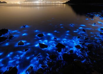 استخدام الطحالب الزرقاء في توليد الكهرباء .. هل نجحت؟