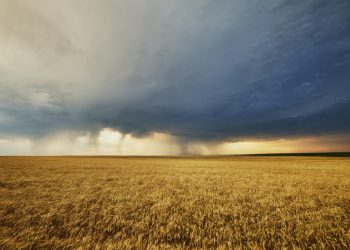 Global “wheat war” is coming: Experts