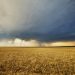 Global “wheat war” is coming: Experts 17 Global “wheat war” is coming: Experts