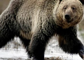 شاهد: دب يتفاعل عندما يجد دمية مثله