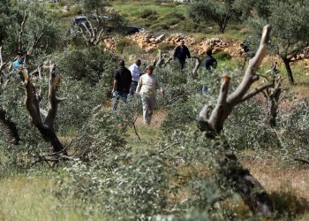 Settlers damage rooms, uproot olive trees in  West Bank 