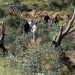Settlers damage rooms, uproot olive trees in  West Bank  15 Settlers damage rooms, uproot olive trees in  West Bank