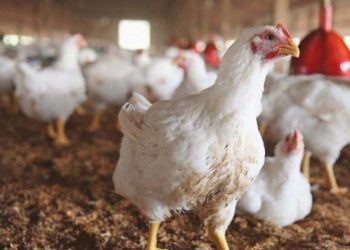 سعر كيلو دجاج وخضار اليوم في غزة الأحد 22 أيار