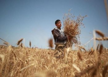 الزراعة: إنتاج القمح في غزة لا يكفي 2٪ من احتياجات السكان