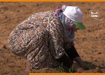 بالفيديو: نساء من غزة يزرعن المحاصيل الحقلية