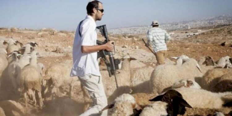 Israeli settlers attack Palestinian shepherds in Jordan Valley