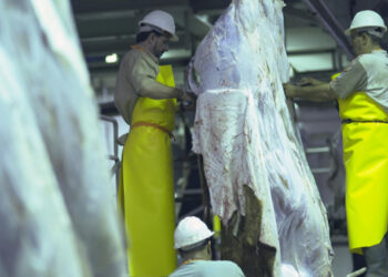 بلدية غزة تبدأ باستقبال طلبات ترخيص المسالخ المؤقتة للأضاحي