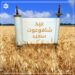 شافوعوت : أي نزول التوراة أو عيد الأسابيع عند اليهود 98 شافوعوت : أي نزول التوراة أو عيد الأسابيع عند اليهود