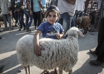 وزارة الزراعة : حركة نشطة حول الإقبال على الأضاحي بالرغم من الحصار