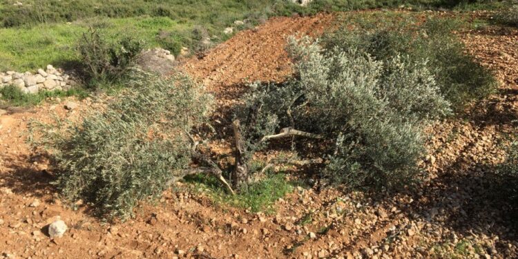 Israel seized 25,000 dunums, destroyed 3000 dunums, +17,000 trees in 2021: LRC