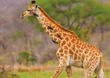 How did giraffe get its long neck?