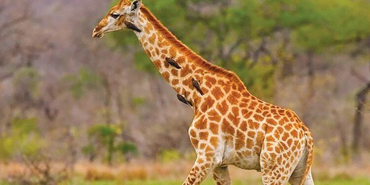 How did giraffe get its long neck?