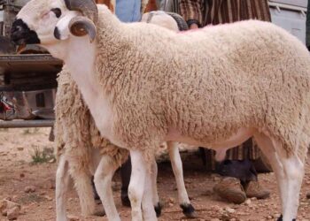 عيد الأضحى 2022: شروط ونصائح لاختيار الأضحية