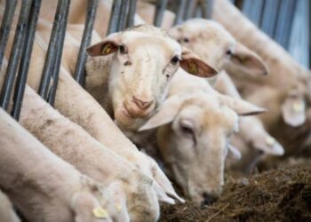 موعد وعيد الأضحى 2022 في الجزائر