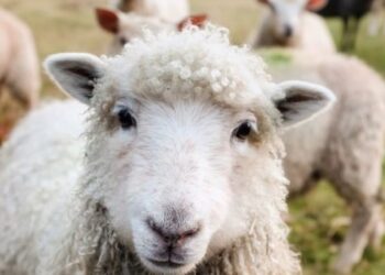 أقوال العلماء في سن الأضحية