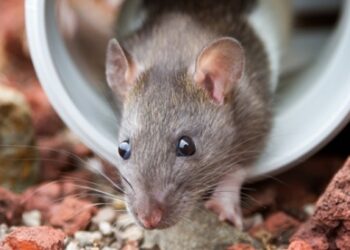 تفسير حلم الفأر خيره وشره لابن سيرين