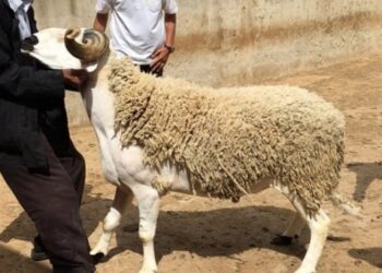 فاتح ذو الحجة وموعد عيد الأضحى 2022 في المغرب