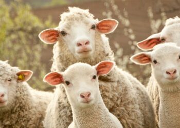 هل يجوز الاشتراك في ثمن الأضحية مع الأب ؟