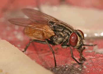 هل لوجود ذبابة في المنزل معنى روحي خفي؟‎‎