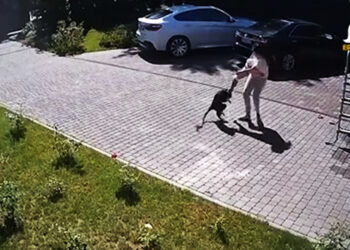 أم تنقذ طفلتها من براثن "قرد مجنون" حاول خطفها (فيديو)