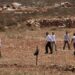 Israeli settlers attack farmers, herders in Masafer Yatta 18 Israeli settlers attack farmers, herders in Masafer Yatta