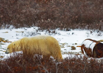 مخلفات الطعام تهدد الدببة القطبية بالانقراض