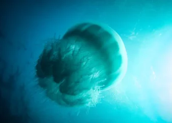 What is secret of storming massive hordes of jellyfish to Israel?!