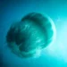 What is secret of storming massive hordes of jellyfish to Israel?! 17 What is secret of storming massive hordes of jellyfish to Israel?!