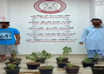 الإمارات.. شرطة أبوظبي تضبط شخصين زرعا 14 نبتة ماريجوانا