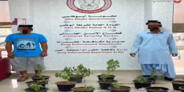 الإمارات.. شرطة أبوظبي تضبط شخصين زرعا 14 نبتة ماريجوانا