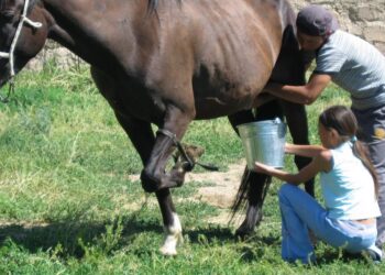 بالفيديو: السعودية وكازاخستان تتفقان على الاستثمار في حليب الحصان