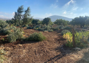 رام الله: مستوطنون يقطعون 30 شجرة زيتون من أراضي ترمسعيا