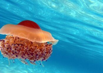 لماذا تنتشر قناديل البحر بكثافة في الصيف على شواطئ البحر المتوسط؟