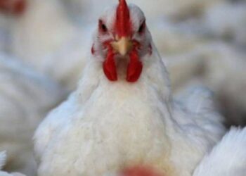 سعر كيلو دجاج ولحم في قطاع غزة اليوم الجمعة