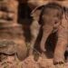 Danger virus kills endangered elephants 16 Danger virus kills endangered elephants