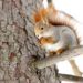 Extensive campaign to save squirrel life in Moscow 17 Extensive campaign to save squirrel life in Moscow